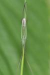 Megaloceroea recticornis