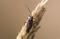 Horistus orientalis