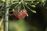 Graphosoma italicum