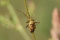 Adelphocoris lineolatus