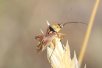 Calocoris roseomaculatus