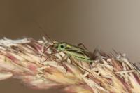 Stenotus binotatus