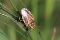 Aelia acuminata