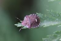 Dyroderes umbraculatus
