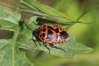 Eurydema ornata