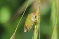 Piezodorus lituratus