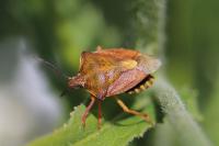 Carpocoris purpureipennis