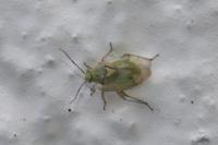 Lygus gemellatus