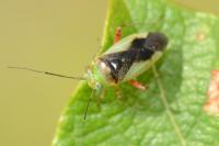 Apolygus limbatus