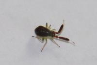 Heterotoma planicornis