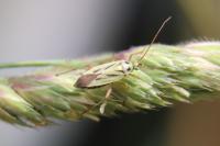 Stenotus binotatus