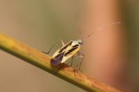 Stenotus binotatus