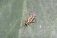 Campyloneura virgula