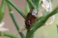 Deraeocoris flavilinea