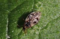 Dictyla humuli