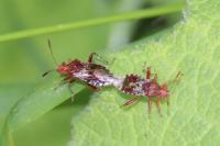 Rhopalus subrufus