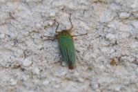 Cicadella viridis