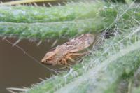 Philaenus spumarius