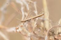 Neides tipularius