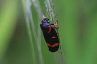 Cercopis intermedia