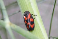 Cercopis vulnerata
