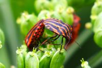 Graphosoma italicum