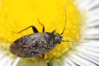 Lepidargyrus ancorifer