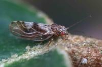 Cacopsylla fulguralis