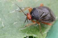 Deraeocoris schach