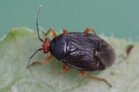 Deraeocoris schach
