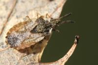 Aradus depressus