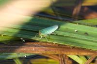 Cicadella viridis