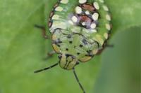 Nezara viridula