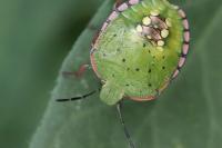 Nezara viridula