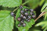 Nezara viridula