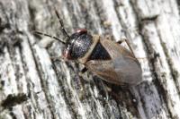 Geocoris megacephalus