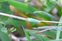 Cicadella viridis