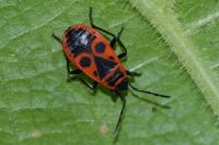 Pyrrhocoris apterus