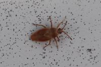 Oncochila simplex