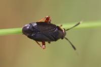 Capsus ater