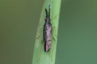 Heterotoma planicornis