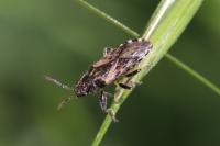 Heterogaster urticae