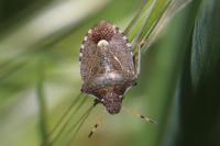 Peribalus strictus