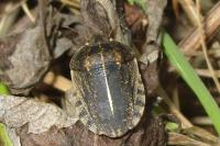 Eurygaster austriaca