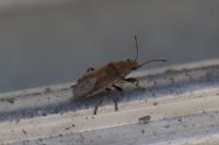 Heterogaster artemisiae