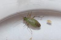 Plagiognathus chrysanthemi