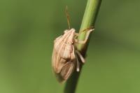 Aelia acuminata