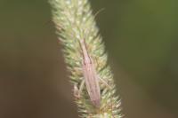 Stenodema laevigata