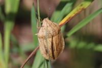 Eurygaster austriaca