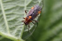 Capsodes flavomarginatus